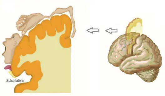 Figura 13: Homúnculo, representação do “mapa motor” do corpo humano na superfície cortical