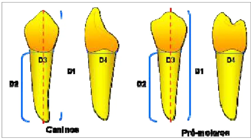 Figura 1. Características dimensionais observadas na seleção dos dentes  coletados. Linha tracejada representando alinhamento dental