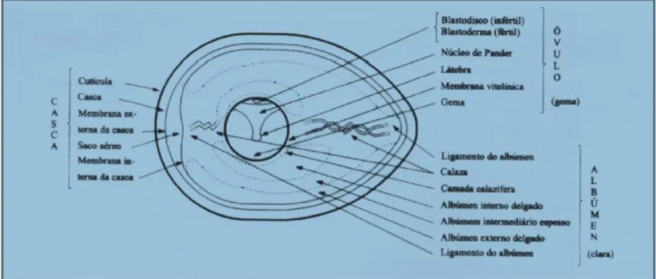 Figura 1.Representação diagramática do ovo. Fonte: Macari &amp; Gonzales (2003)