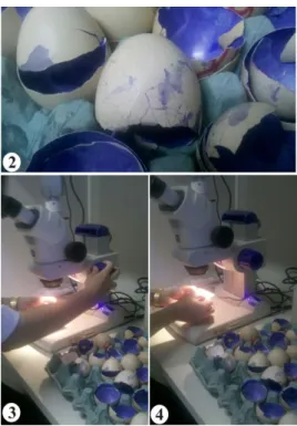 Figura 2: Ovos pintados com o corante azul de metileno  Figura 3 e 4: Visualização dos poros no microscópio  