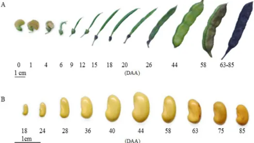 Figure 1. External aspects of fruits (A) and seeds (B) of Sesbania virgata in different stages of maturation