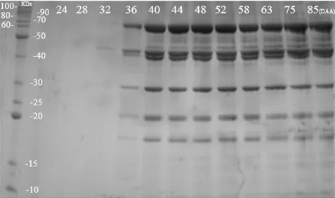 Figure 6. Electrophoretic profile on SDS-PAGE discontinuous polyacrylamide gel of heat-resistant proteins in  Sesbania virgata seeds at different stages of maturation