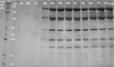Figure 6. Electrophoretic profile on SDS-PAGE discontinuous polyacrylamide gel of heat-resistant proteins in  Sesbania virgata seeds at different stages of maturation