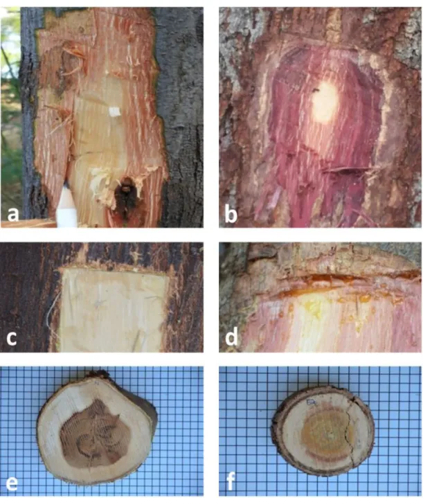 Figure 2. Comparison of inner bark (a, b), exudation presence (c, d) and wood (e, f) from the forest species: 