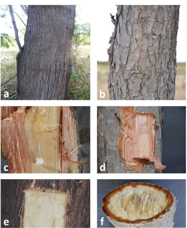 Figure 4. Comparison of dehiscence (a, b), inner bark structure (c, d), and exudation (e, f) from the forest species: 