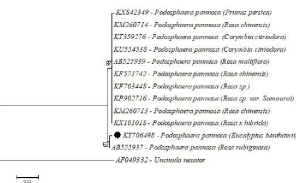 Figure 1. Phylogenetic dendrogram constructed for the isolate of powdery mildew from clonal seedlings of  Eucalyptus spp