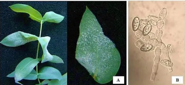 Figure 3. Temporal progression of disease  index – DI (A) and incidence – I (B) of epidemics of  powdery mildew (Oidium eucalypti) in four eucalyptus  clones according to the Gompertz Model
