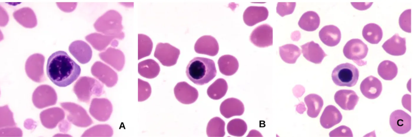 Figura  1  Eritrócitos  nucleados  (NRBC)  numa  amostra  de  sangue  de  cão.  A  -  Eritroblasto  Basófilo  B-  Eritroblasto  Policromatófilo C – Eritroblasto Ortocromático