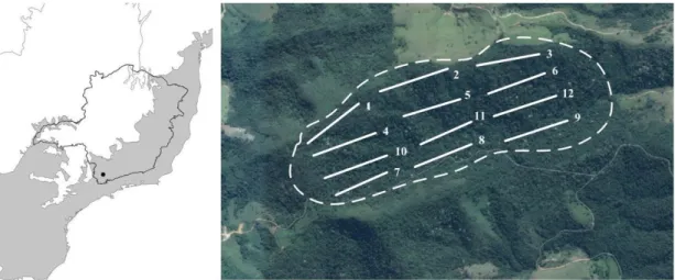 Figure 1. Localization of the forest studied (22º12’43” to 22º13’09”S and 45º59’30” to 46º00’31”W), in the municipality  of Pouso Alegre, Minas Gerais, and the distribution of the 12 transects (white lines) in the area (1, 2, 3, 7, 8 and 9 are  Edge Transe
