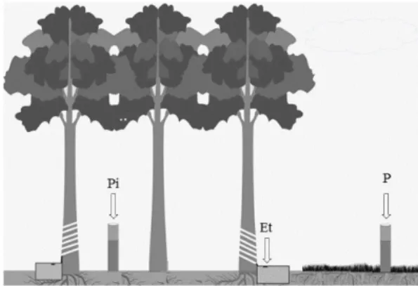 Table 1. Mean values ± standard deviation in incident rainfall (P), throughfall (Pi) and stemflow (Et) in 2012 ( 12 ) and  2013 ( 13 ), in a Eucalyptus dunnii stand, Alegrete/RS.