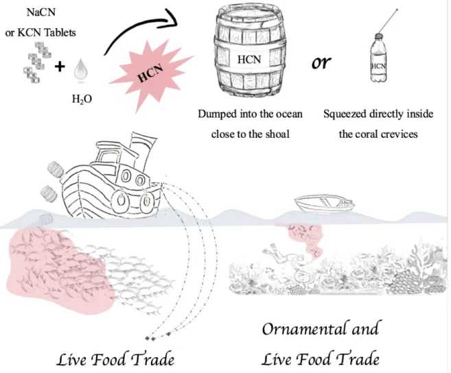 Figure 2. Cyanide fishing purposes and respective techniques employed using NaCN (Sodium cyanide) and  KCN  (Potassium  cyanide)  to  form  HCN  (Hydrogen  cyanide)  solution  to  stun  and  capture  live  reef  fish  species