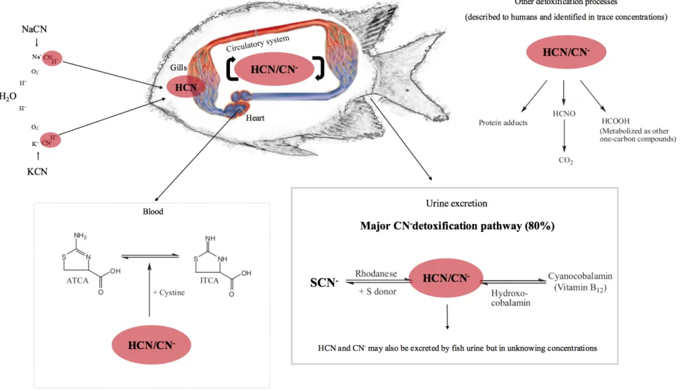 Figure 4. Schematic representation of HCN/CN -  detoxifications pathway.  