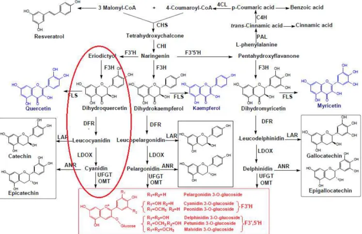Figure 2. Biosynthetic pathway of phenolic compounds in grape berries (He, 2010).