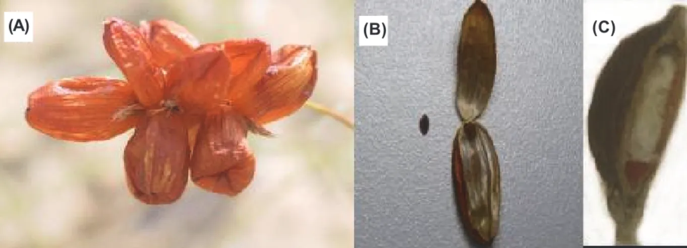 Figure 1 - Carex physodes. Infructescence showing an inflated perigynium around each achenes (A); Achene removed from perigynium (left) and perigynium opened to show achene (right) (B); Embryo and endosperm (C).