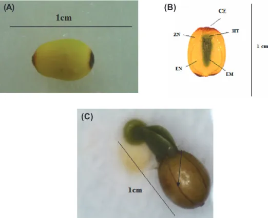 Figure 1 - External vision of a Passovia pyrifolia fruit (A): Internal structure of P