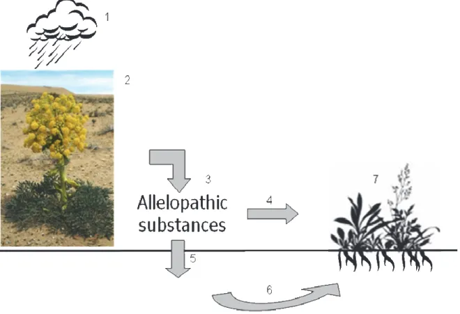 Figure 2 - A schematic presentation of allelopathic plant (Ferula dseudalliacea), its secondary metabolites (SM), release and transport of SMs into the surrounding environment and impact on target weeds and plants.