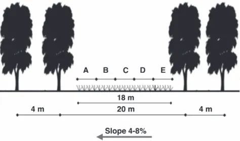 Figure 1 - Weed seed bank sampling positions between adjacent 4.5-year-old eucalyptus (Eucalyptus dunnii Maiden) double hedgerows [20 m (4 m x 3 m)], at A: 2.8 m, B: 6.4 m, C: 10.0 m, D: 13.6 m, and E: 17.2 m from the hedgerow placed on slope’s