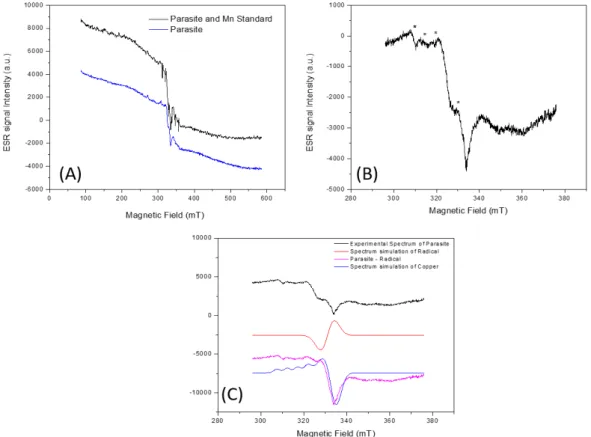 Figure 1. ESR spectrum of Neoechinorhynchus curemai specimens with and without the  simultaneous register of manganese (A), centered on the g~2 region, where the signals  indicated by asterisks represent the lines belonging to the copper (B)(g ⊥ : 2.0032 ±