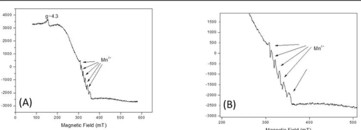 Figure 4. ESR spectrum of the fish muscle samples, where  the presence of iron is observed and traces suggesting the  presence of manganese (*)