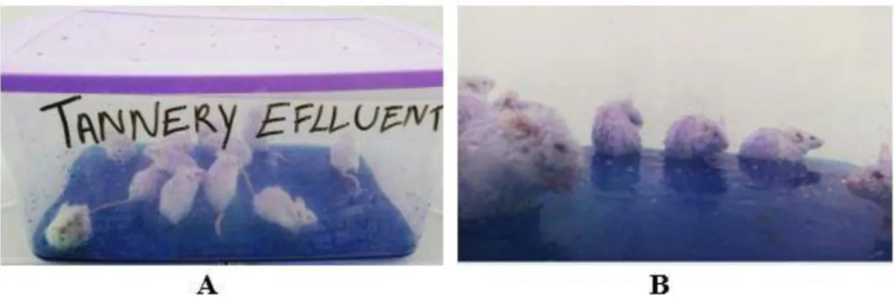 Figure 1. (A) Male Swiss mice exposed to tannery effluent; (B) animals appearance after few  minutes exposed to the pollutant