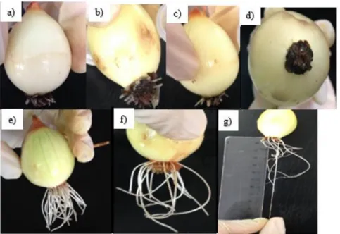 Figure 2. Image of the Allium cepa root grown after the incubation  to the toxicity test with the raw effluent for dilutions of a) 1:10; b)  1:8; c) 1:6; and d) without dilution; e) control; f) treated effluent; g)  measurement of the bulb root growth imme