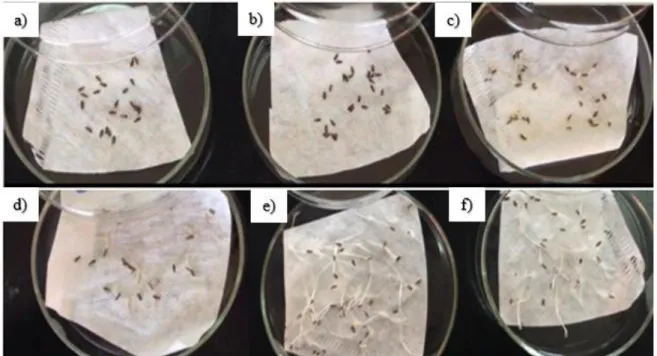 Figure 3. Petri Dishes contain Lactuca sativa seeds soaked in the raw effluent a) without dilution  and with dilutions of b) 1:6; c) 1:8; d) 1:10; e) treated effluent; f) control, after 120 hours