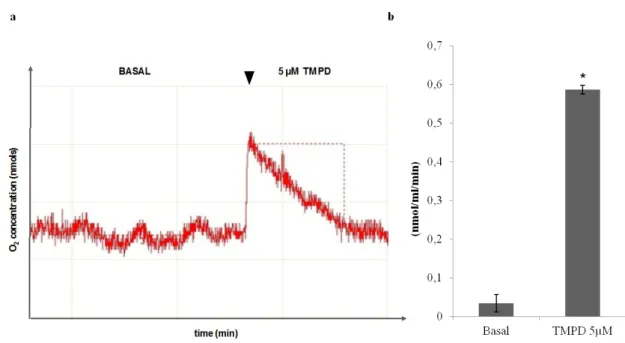 Figure 4 – O 2  consumption analysis upon treatment with TMPD. 