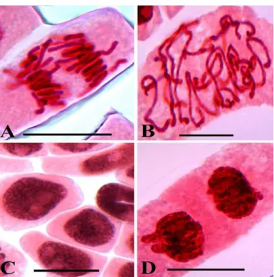 Figure  2.  Chromosomal  alterations  found  in  the  cells  of  roots submitted to the water from the Clarimundo Stream; 