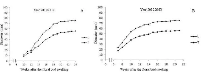 Figure 2-  Mean values of the longitudinal (L) and transverse (T) diameters of the ‘Ubá’ mango, in Visconde do Rio  Branco-MG, in the crops of 2011/2012 and 2012/2013.