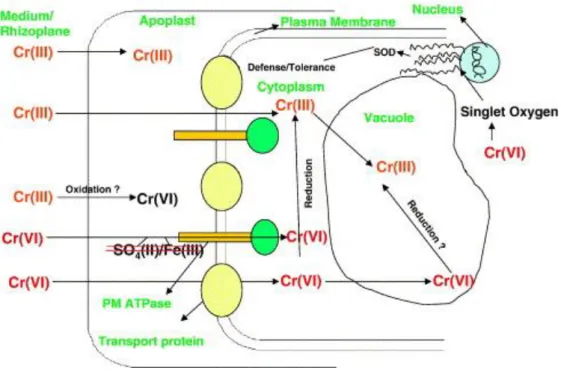 Figure 2. Model of Cr uptake and toxicity in plant roots proposed by Shanker et al. (2005)