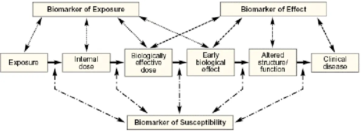 Figure 6. Biomarkers of exposure, effect and susceptibility in an individual under xenobiotic exposure (Bearer  2001)