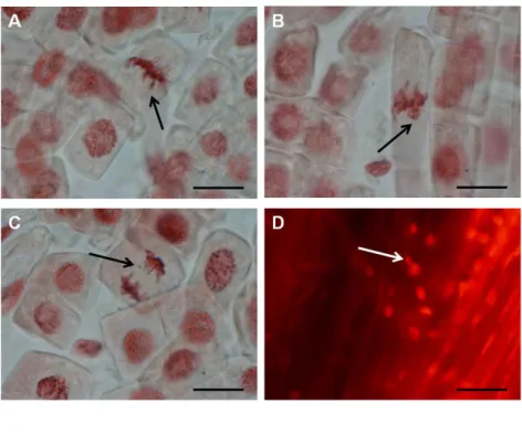 Figure 10. Mitotic aberrations and MN induced by 300 ppm Cr 6+  in lettuce root cells
