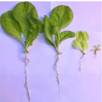 Figure 14. Lettuce plants after 28 days of Cd treatment. From left to right: control, 1, 10, and 50 μM Cd