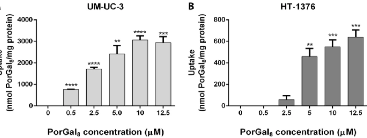Figure 5. Intracellular uptake of PorGal 8  by UM-UC-3 (A) and HT-1376 (B) bladder cancer cells
