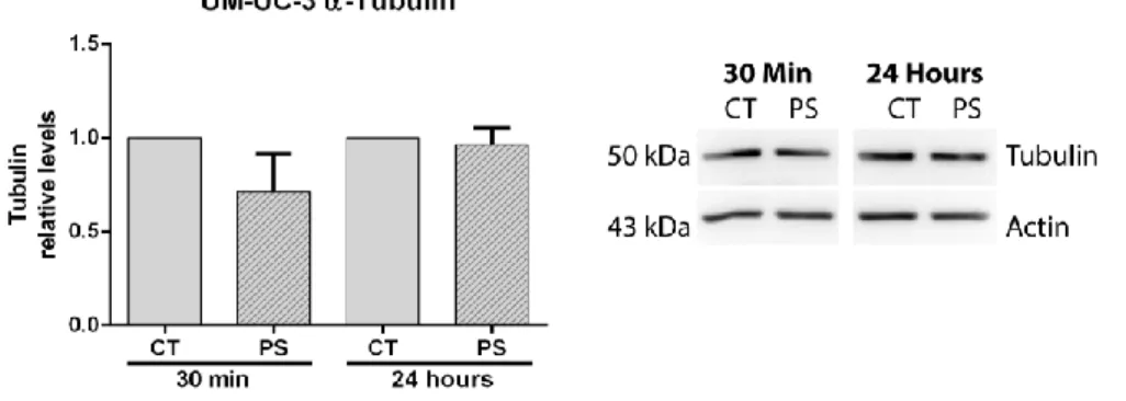 Figure  7.  PorGal 8   does  not  induce  changes  in  α-tubulin  protein  levels  after  photodynamic  activation in UM-UC-3 cells