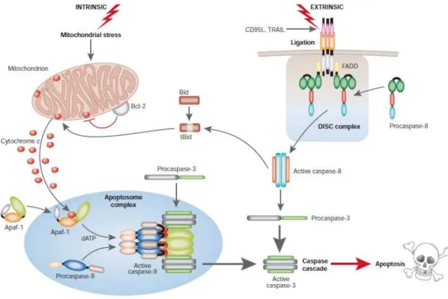 Figure 3. The intrinsic and extrinsic pathways to caspase activation in apoptosis. Activation of caspase 9  by apoptosome complex and caspase 8 by DISC complex as a result of the triggering of mitochondrial and  death receptor apoptotic pathways, respectiv