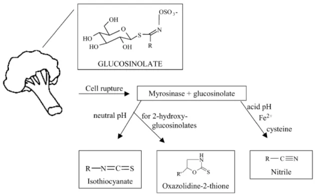 Figure  4.  Bioconversion  pathway  of  glucosinolates.  The  hydrolysis  of  GLSs  catalyzed  by  myrosinase  results in glucose release and formation of an instable intermediate compound (R-C(-SH)=N-O-SO 3 - ), which,  dependent  on  the  reaction  condi