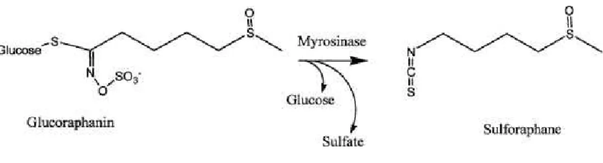 Figure  5.  Enzymatic  conversion  of  glucoraphanin  to  sulforaphane  and  the  respective  chemical  structures