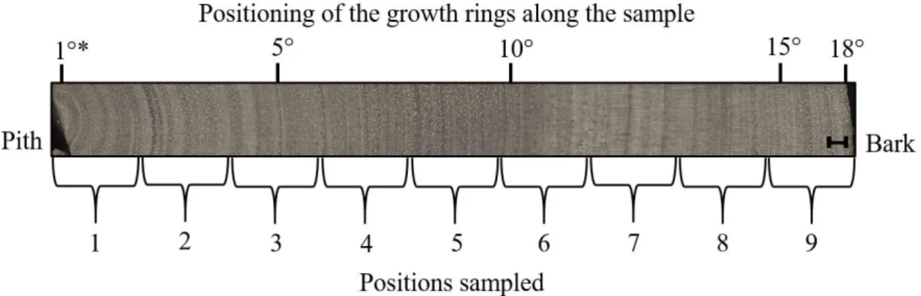 Figure 1 – Mapping of the specimens for morphological characterization of the vessel Khaya ivorensis, according to the pith to bark position