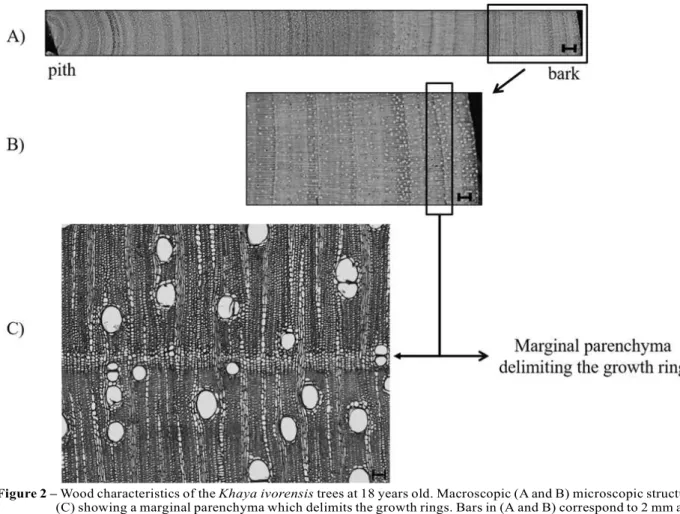 Figure 2 – Wood characteristics of the Khaya ivorensis trees at 18 years old. Macroscopic (A and B) microscopic structure (C) showing a marginal parenchyma which delimits the growth rings