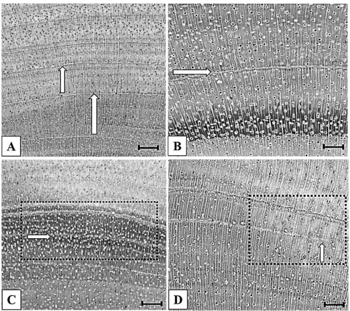 Figure 3 – Macroscopic cross-section of the Khaya ivorensis wood showing the limit of growth rings characterized by marginal parenchyma (A and B) and failure in continuity of the growth ring (false growth ring) (C and D)