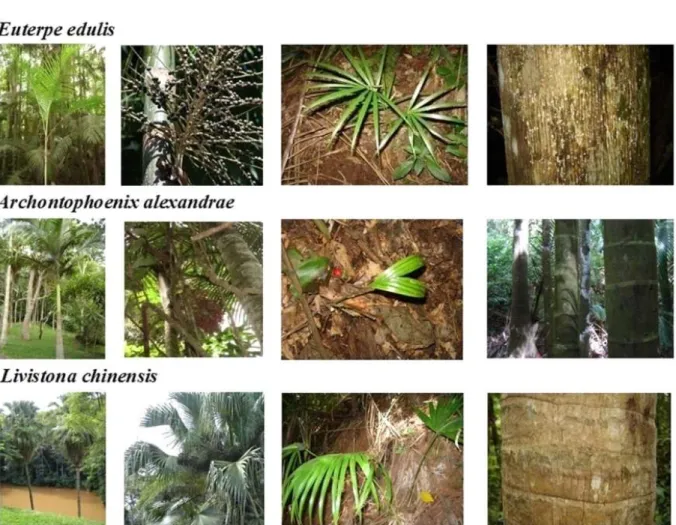 Figure 3 – Morphometry, fruiting, regeneration, and establishment within the secondary forest fragment (A1).