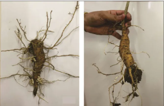 Figure 1 – Tuberous root of the  Enterolobium contortisilliquum (Vell.) Morong seedling, root with no hydrogel (A) and with hydrogel (B) at 72 days.