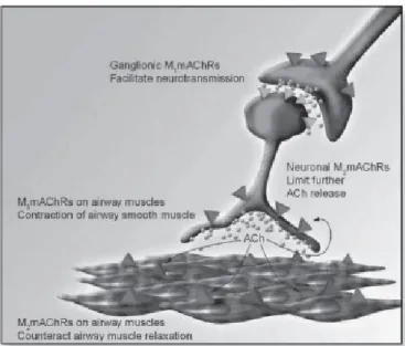 Figura 2 - Esquema representativo dos diferentes subtipos de receptores muscarínicos nas vias aéreas