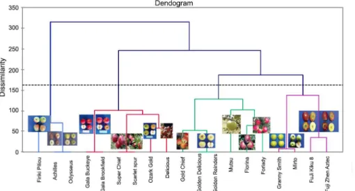 Figure 2 – Dendrogram using agglomerative hierarchical clustering (AHC) for 19 apple cultivars based on 47 qualitative traits.