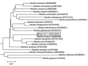 Figure 3 − Neighbor-Joining tree constructed showing phylogenetic  relationships among strain hn1-1 and model  Bacillus  spp