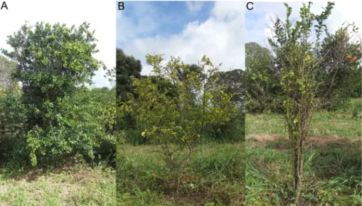 Figure 1 – Visual vigor scale, considering as vigorous those plants, regardless of size, containing plentiful leaves without signs of nutritional  deficiency or disease symptoms: A) good vigor; B) medium vigor; and C) poor vigor.