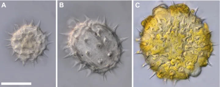 Figure 1.  Range of potential sizes of pollen of Helianthus annuus. A. Minimal, fully oven-dried size; B