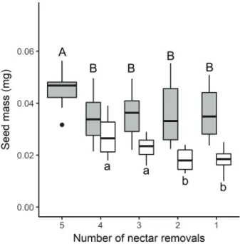 Figure 5.  Nectar removal effects on total seed mass (mg of seeds)  of Nicotiana alata (grey) and N