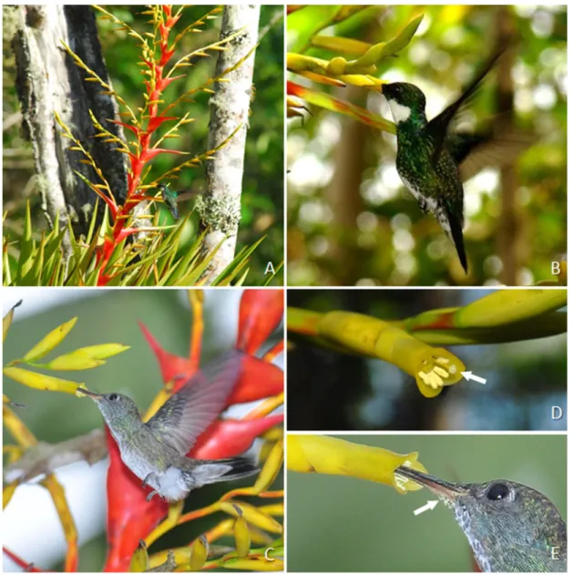 Figure 1.  Plant, flowers, and hummingbird pollinators of Vriesea altodaserrae: A. view of plant and inflorescence visited by Leucochloris  albicollis; B